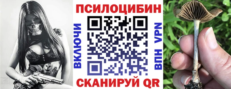 darknet как зайти  Западная Двина  Псилоцибиновые грибы Psilocybine cubensis  закладки 